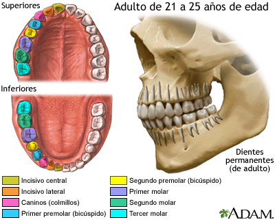 Desarrollo de los dientes permanentes