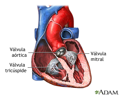 Anatomía normal