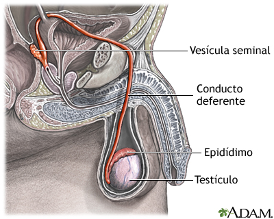 Recorrido del semen