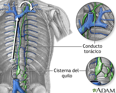 Circulación linfática