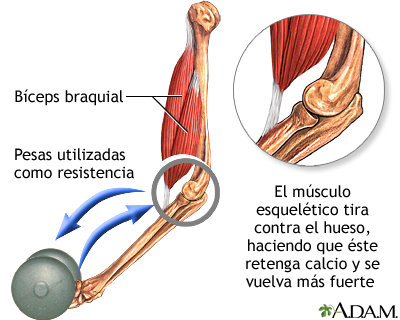 Ejercicio y mantenimiento de los huesos