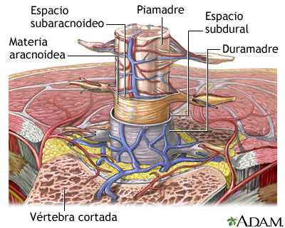 Meninges