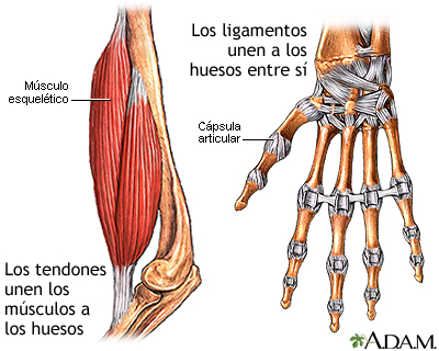 Tendones y ligamentos