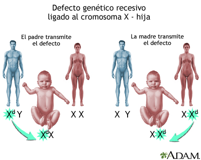 Defectos genéticos recesivos ligados al X - Cómo se ven afectadas las niñas