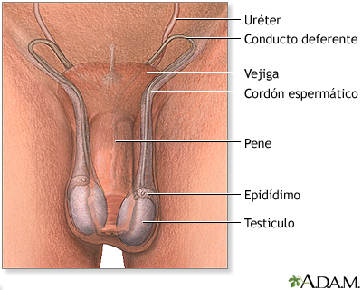 Anatomía normal