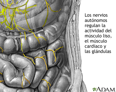 Nervios autónomos