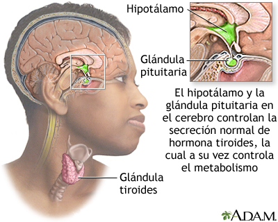 Relación cerebro-tiroides