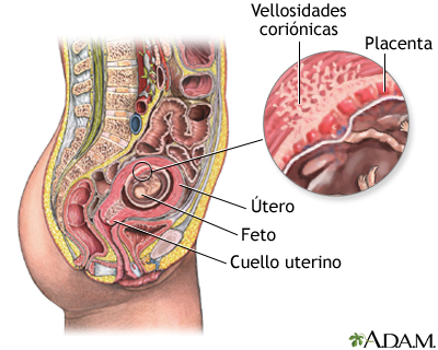 Anatomía normal