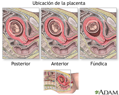 Procedimiento (primera parte)