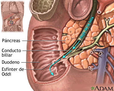 Anatomía normal