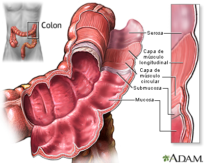 Estructura del colon