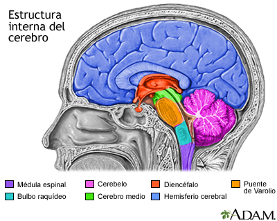 Estructuras del cerebro