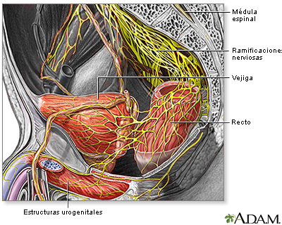 Nervios en la pelvis