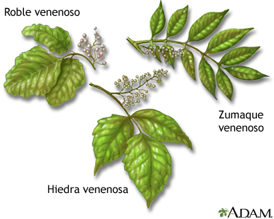 Plantas venenosas