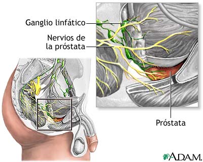 Anatomía normal