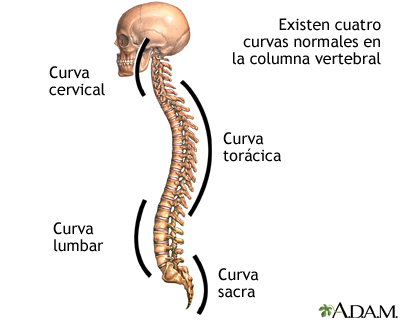 Curvaturas de la columna