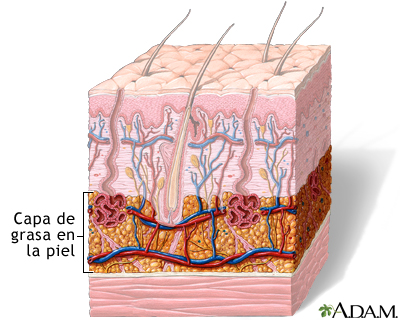 Capa de grasa en la piel