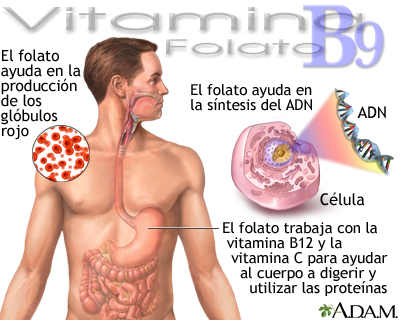 Beneficios de la vitamina B9