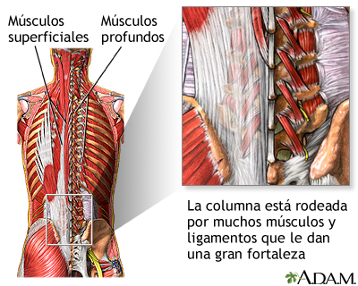 Estructuras de soporte de la columna