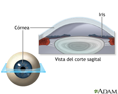 Anatomía normal