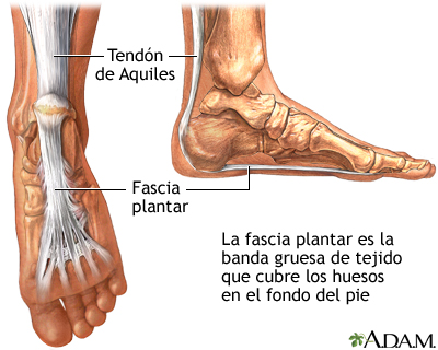 Fascia Plantar