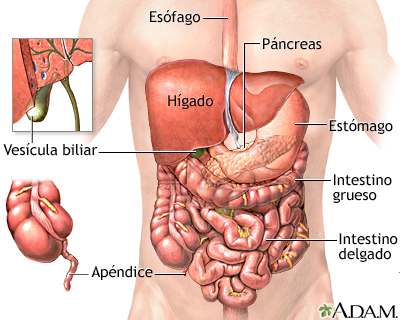 Órganos abdominales