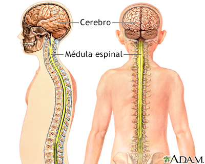 Sistema nervioso central