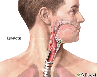 Epiglotis