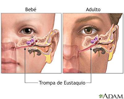 Trompa de Eustaquio