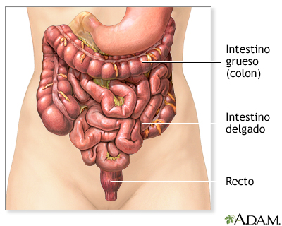 Gases intestinales