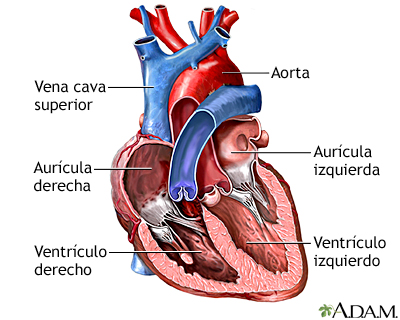 Cámaras del corazón