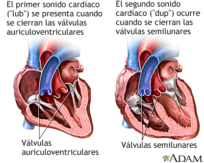 Latido cardíaco