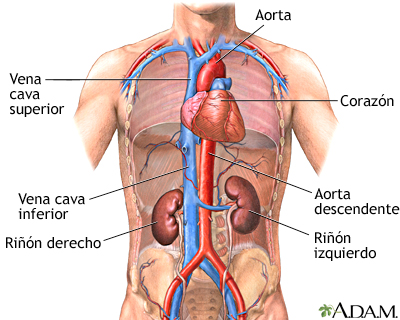 Función renal