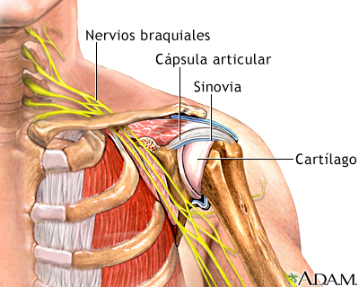 Articulación del hombro