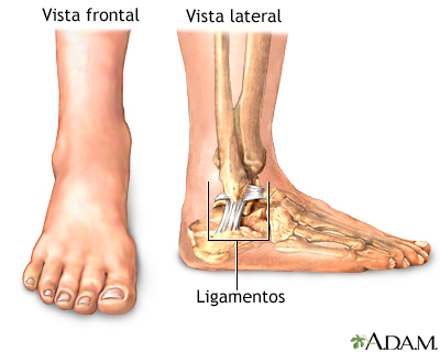 Anatomía normal