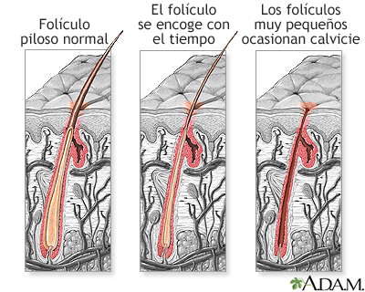 Folículo piloso