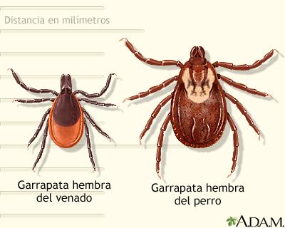 Garrapata de perros y venados