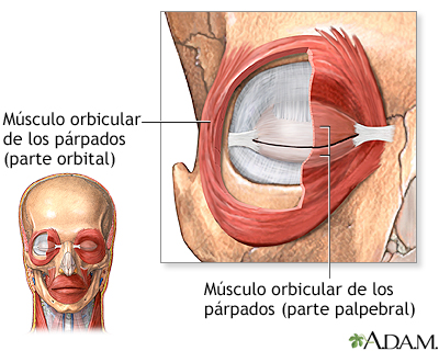 Músculos oculares