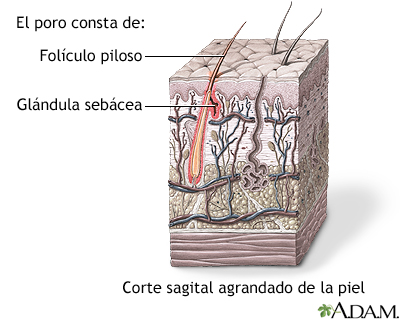 Glándulas sebáceas de los folículos pilosos