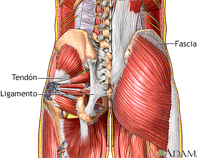 Dolor muscular