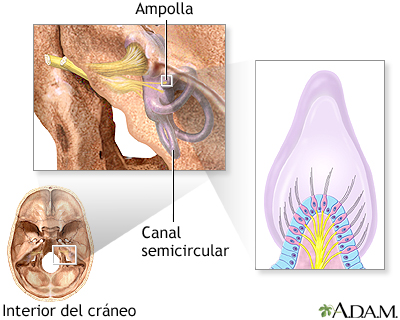 Receptores del equilibrio