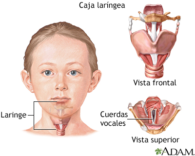 Caja laríngea