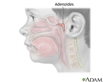 Anatomía normal