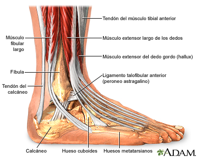 Anatomía del tobillo