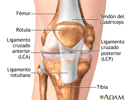 Anatomía normal