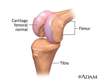 Anatomía normal