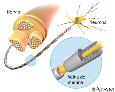 Mielina y estructura nerviosa