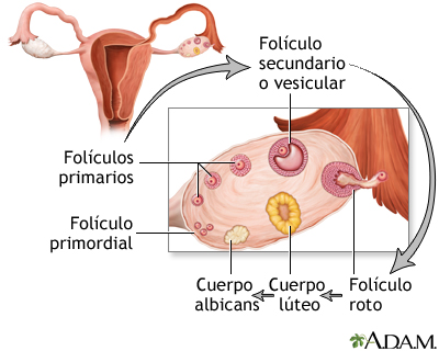 Desarrollo del folículo