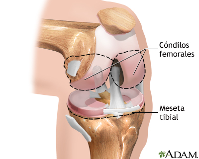 Anatomía normal