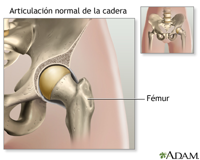 Anatomía normal